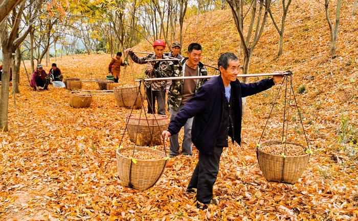 湖南石門的無患子綠色賬本披綠掛金果治生態又富口袋