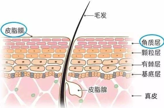 （图片源自网络）