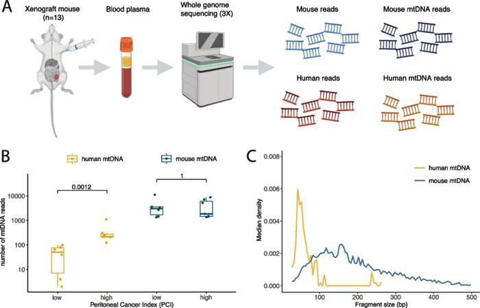 genomebiol液體活檢新策略循環遊離線粒體dna聯合ctdna可提高癌症檢測