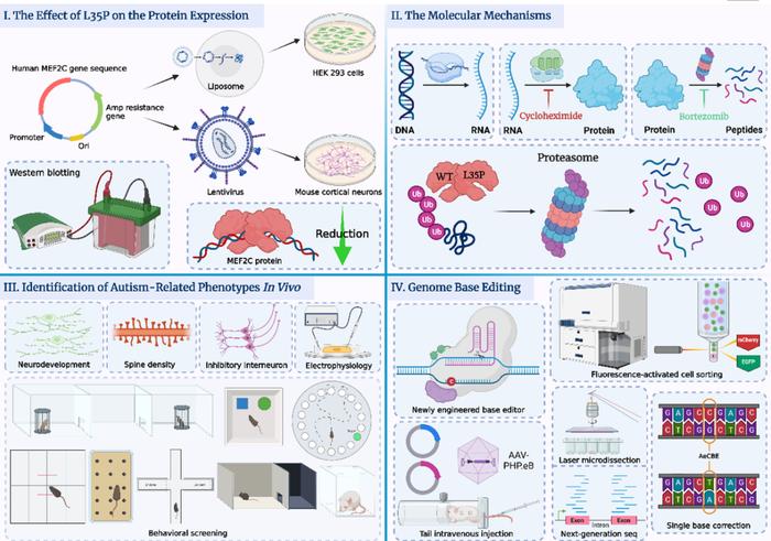 natneurosci仇子龍程田林團隊利用全腦單鹼基編輯技術改