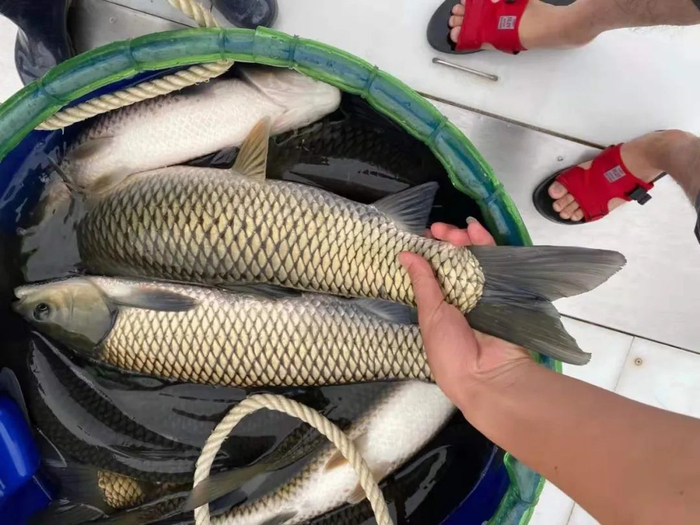 1元/斤,鲫鱼盐城鲫鱼价格没什么波动,基本与上周齐平,1元/两左右.