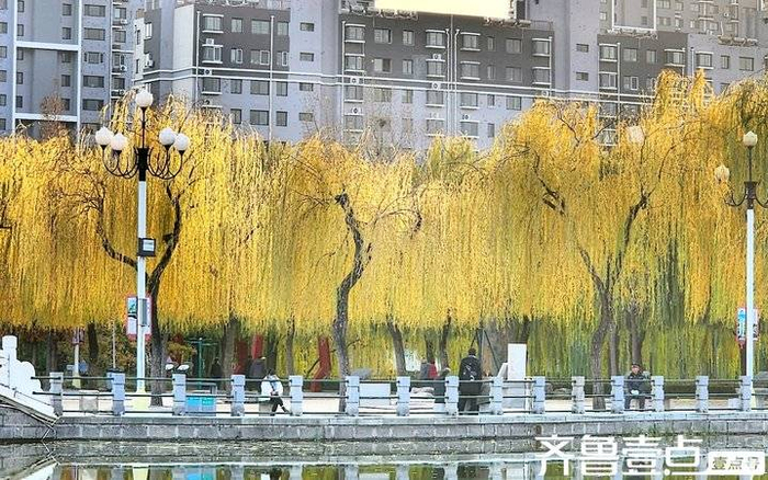 冬日/垂柳美|泰安市|南湖公园_新浪新闻
