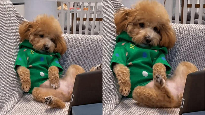 活久见上海一狗狗每天熬夜看电视不睡觉主人对此也无计可施