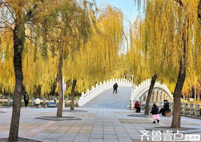 冬日/垂柳美|泰安市|南湖公园_新浪新闻