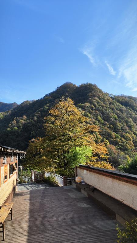 聊起留下开民宿的原因,她说:"我被这里的千年银杏和乡村风景迷住了.