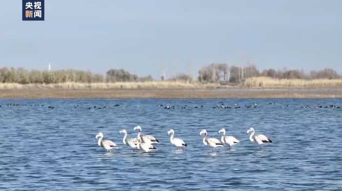 世界瀕危鳥類野生火烈鳥重現新疆石河子北湖溼地