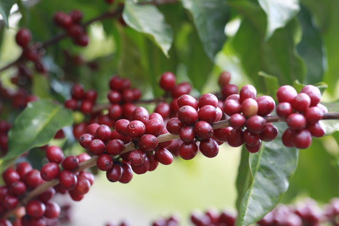 保山小粒咖啡。 杨磊 摄