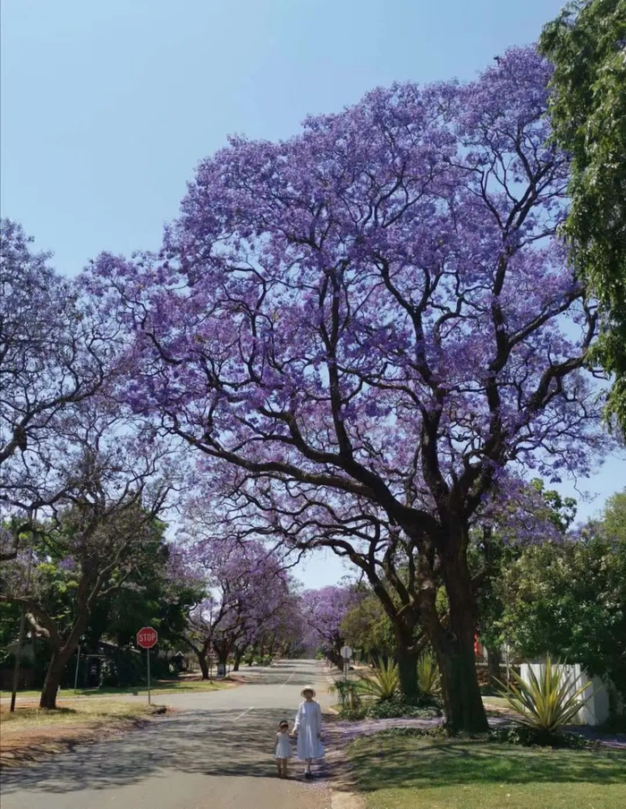 每年十月的南非