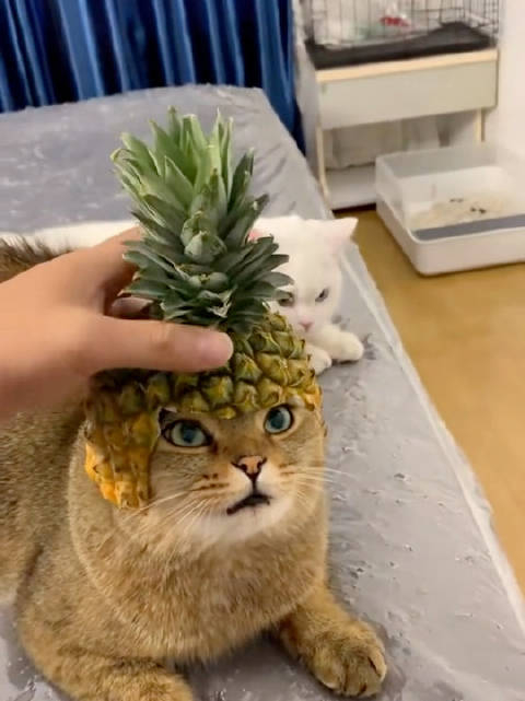 菠萝头戴上之后你再也不是凡猫,猫世间的情欲再也不能沾半点_手机新浪