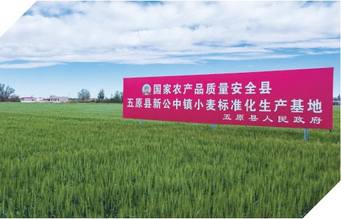 　　图为内蒙古五原县小麦绿色食品原料标准化生产基地。