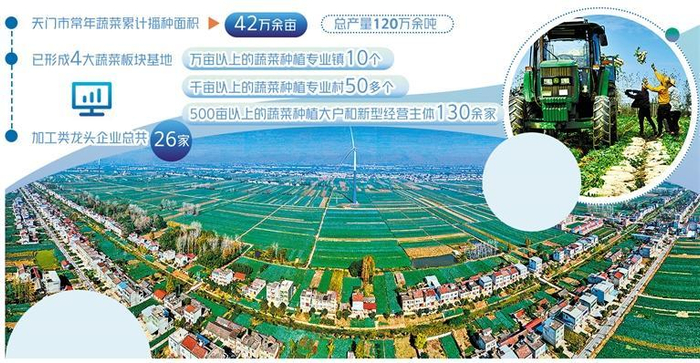 湖北省天门市张港镇10万亩花菜种植基地.
