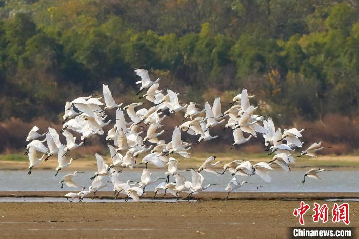 鄱阳湖迎最佳观鸟季 湖区"生态流量"催生"观鸟经济"|鄱阳湖|江西省
