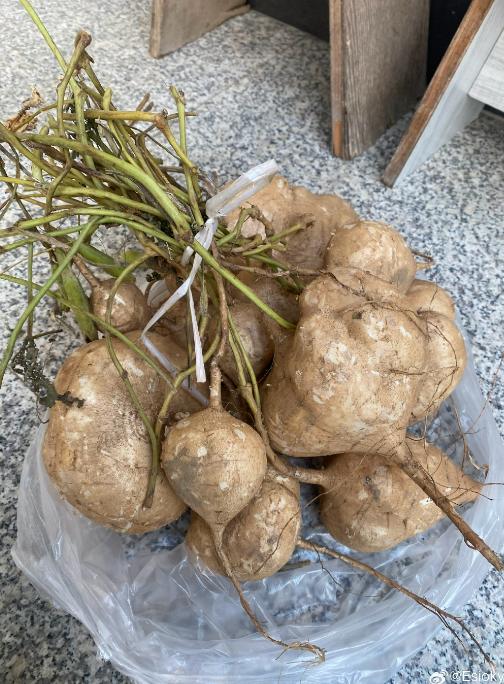 一般用来生吃或者切片炒 很脆，多汁，带甜味 里面是白色肉质 皮可撕下 等虽说凉薯的主要食用部位是块根