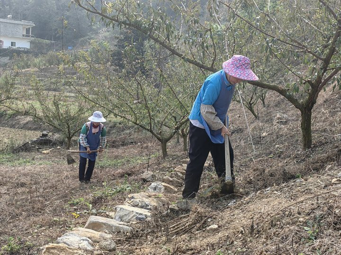 镇宁县六马镇做好蜂糖李冬季管护筑牢甜蜜产业增收路