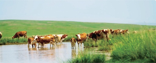　　图为肉牛绿色食品标准化生产基地试点。
