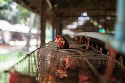 世卫组织:柬埔寨出现人感染h5n1禽流感死亡病例|世卫组织|禽流感|感染