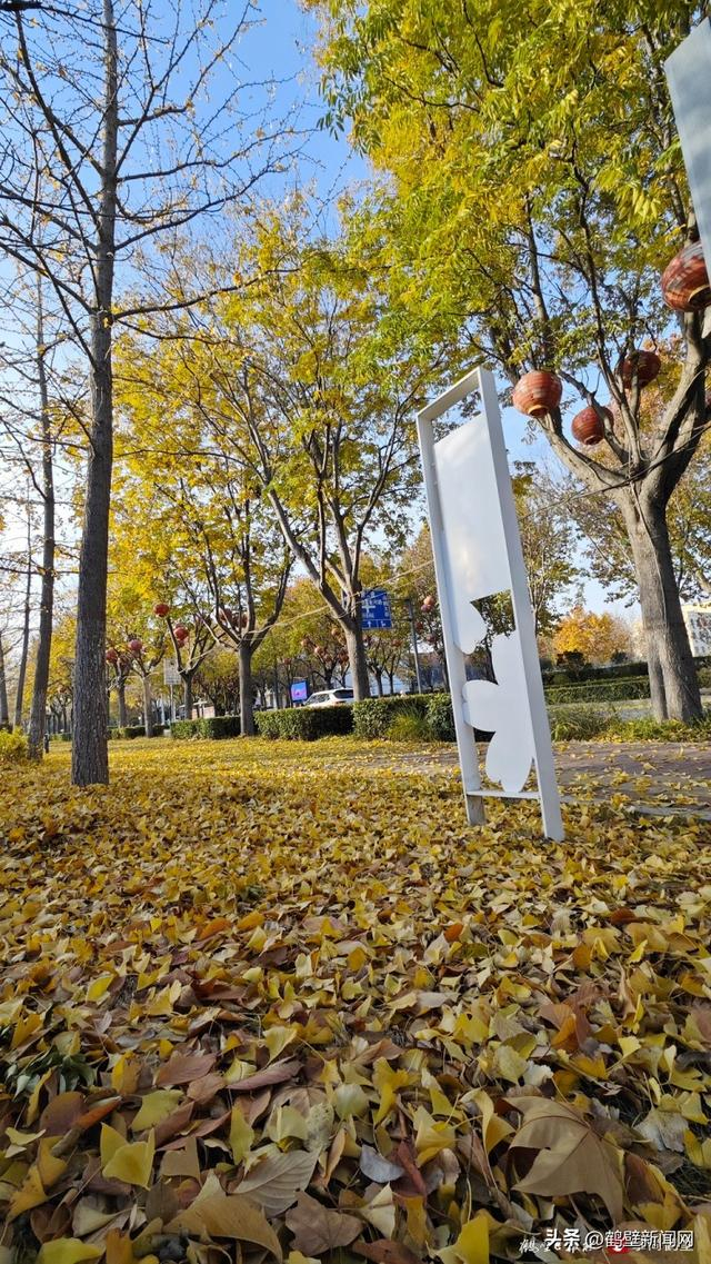 鹤壁市淇滨区华夏南路落叶美如画|淇滨区|落叶|华夏_新浪新闻