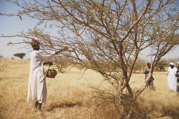            阿拉伯胶产自金合欢树  图GJ          