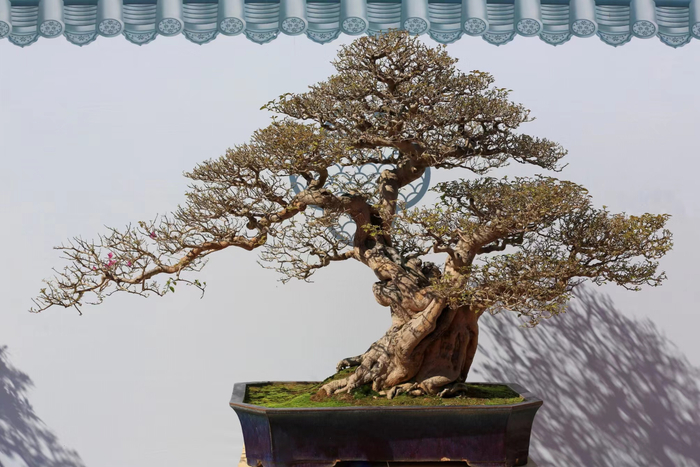 本次盆景精品展是广西规格最高,规模最大,质量最优的盆景艺术展览