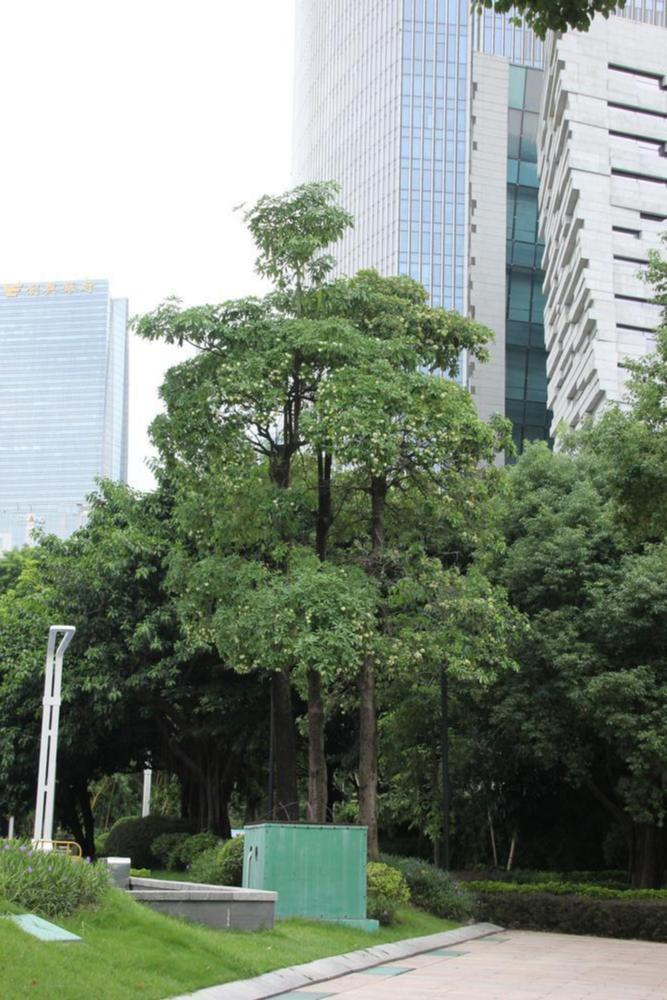 专家:糖胶树花气味成分无害|专家|广州市_新浪新闻