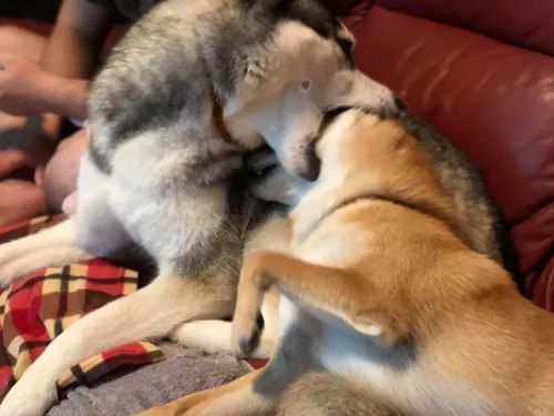 哈士奇|柴犬_新浪新闻