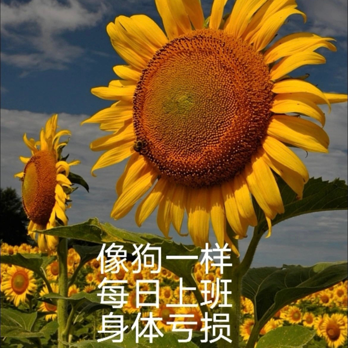 大数据猜你需要:花语表情包