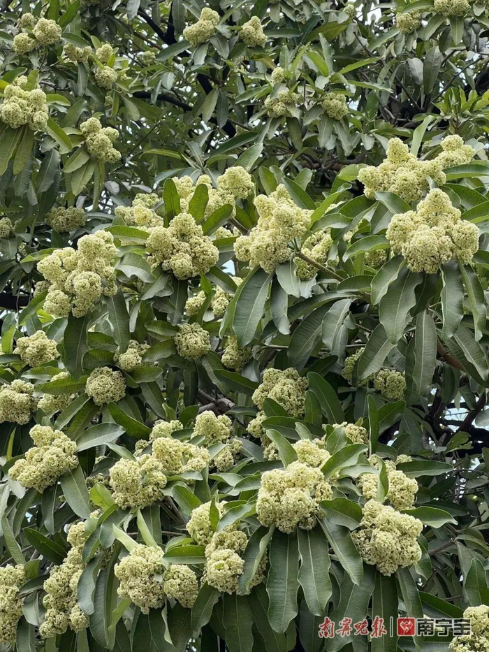  糖胶树。图/南宁晚报