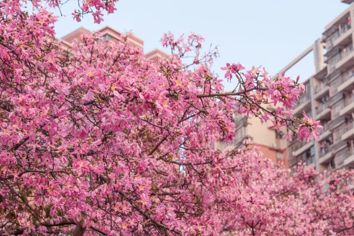 广州街头的异木棉。羊城晚报记者 刘畅 摄