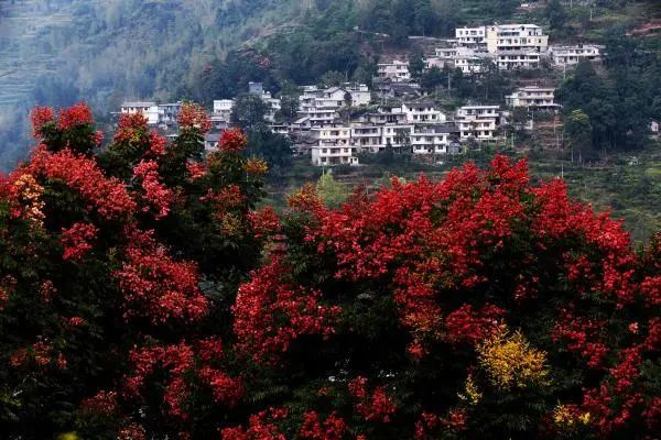  在重庆市黔江区中塘乡迎新村，山间的栾树挂满“灯笼”一般的红色果实。图/新华社