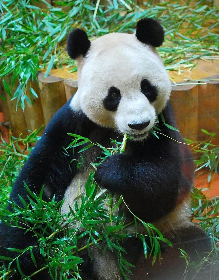大熊猫“阳光” 资料图 图源：视觉中国