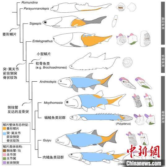 古代鱼种图片