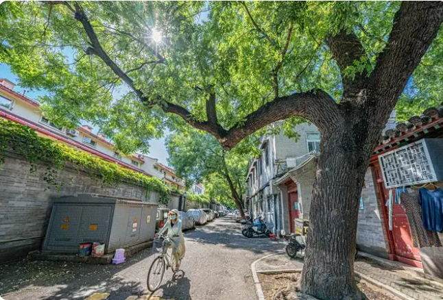  国槐在北京的街头随处可见。图/新华社