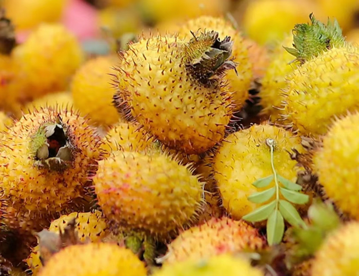 贵州刺梨汁有多好鲜榨萃取每一口都是天然维c的味道