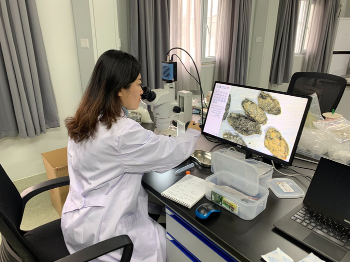 金和天在实验室观察炭化种子