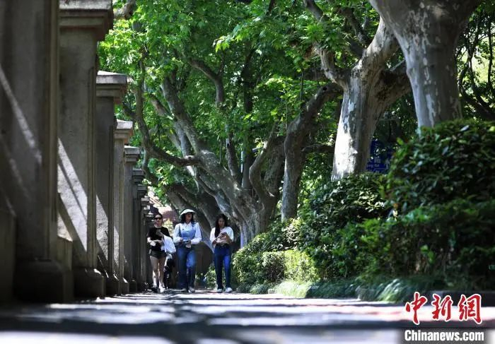  市民漫步在上海“梧桐区”。图/中新网