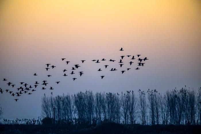 河南封丘:黄河滩区迎来候鸟迁徙大部队