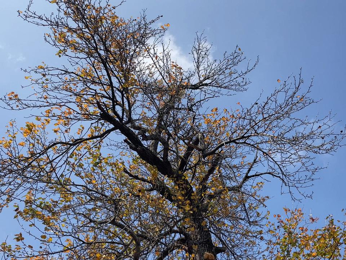 百岁梨树长树筋辽宁丹东宽甸杨木川镇车道岭村