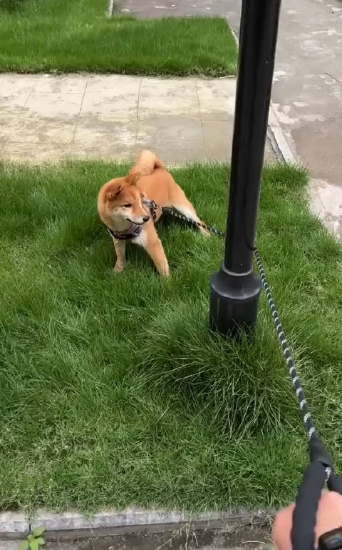 让柴犬过来结果它来了一个自我锁喉