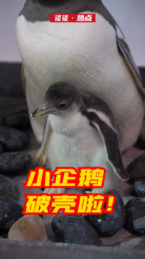 哈尔滨极地公园可爱小企鹅破壳长大