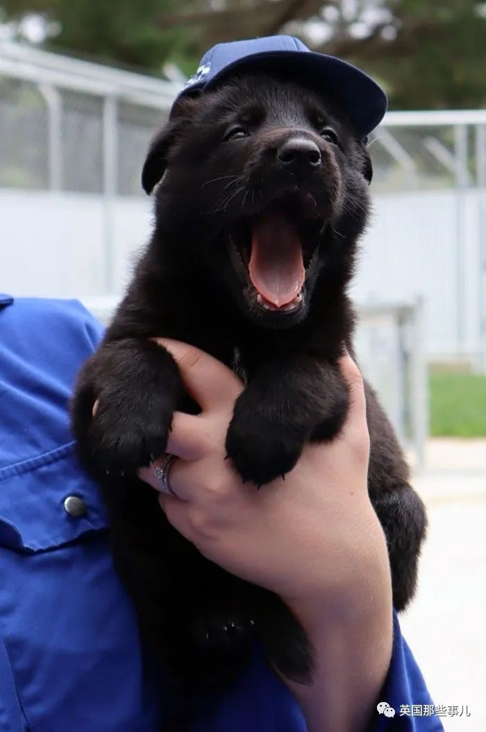 超可爱预备役狗狗警官威风帅气的警犬小时候格外软萌啊