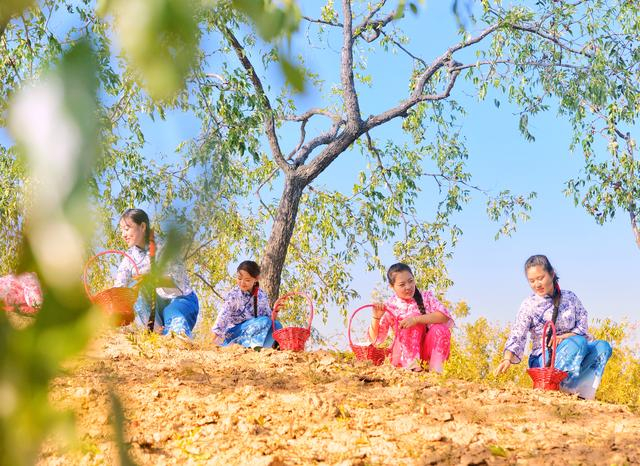 枣妹子。神木市委宣传部供图