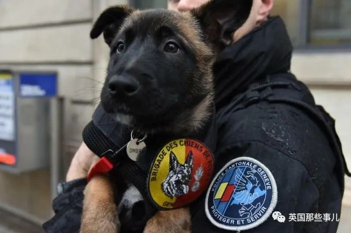 超可爱预备役狗狗警官威风帅气的警犬小时候格外软萌啊
