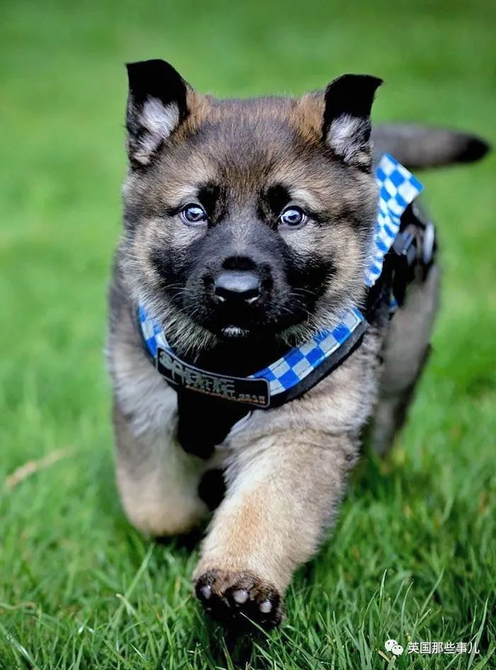超可爱预备役狗狗警官威风帅气的警犬小时候格外软萌啊