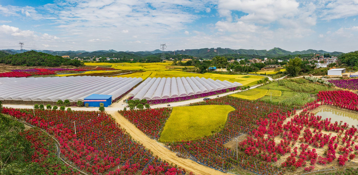 上林县巷贤镇多彩三角梅开出发展好钱景