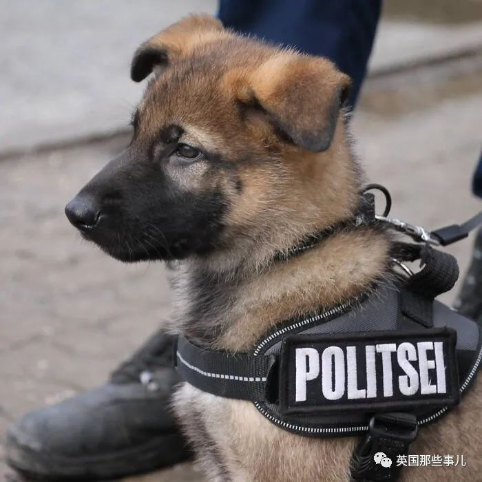 超可爱预备役狗狗警官威风帅气的警犬小时候格外软萌啊
