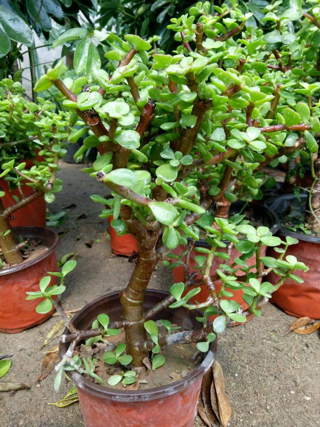 冬天养金枝玉叶,注意"一点",更加大气旺盛造型更美,枝叶繁茂|金枝玉叶