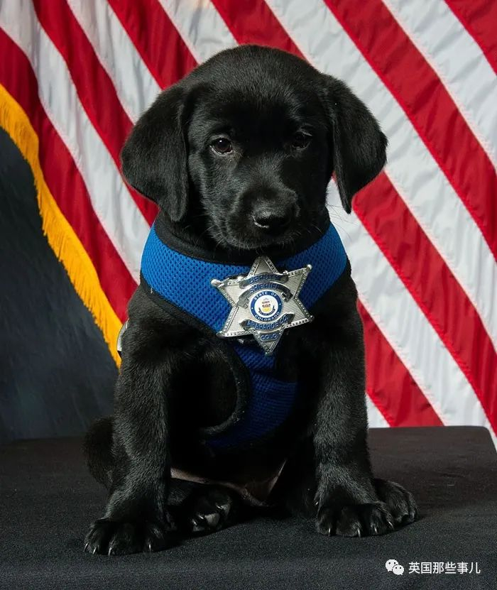 超可爱预备役狗狗警官威风帅气的警犬小时候格外软萌啊