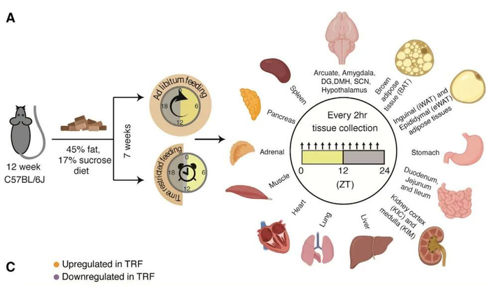 图片来源：参考文献
