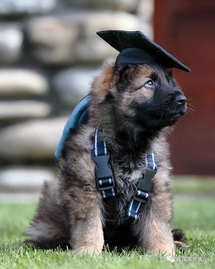 超可爱预备役狗狗警官:威风帅气的警犬,小时候格外软萌啊