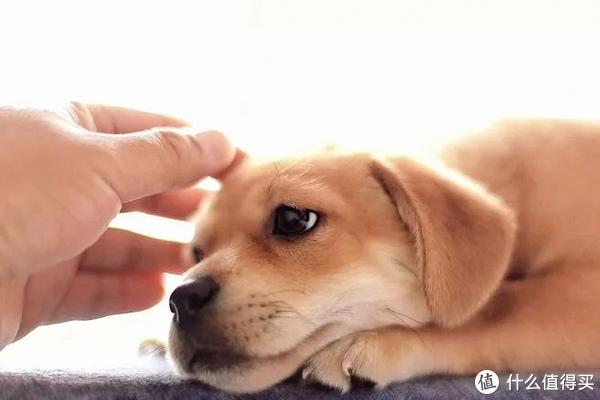 今日小知識—判斷狗狗是否生病|疾病_新浪新聞